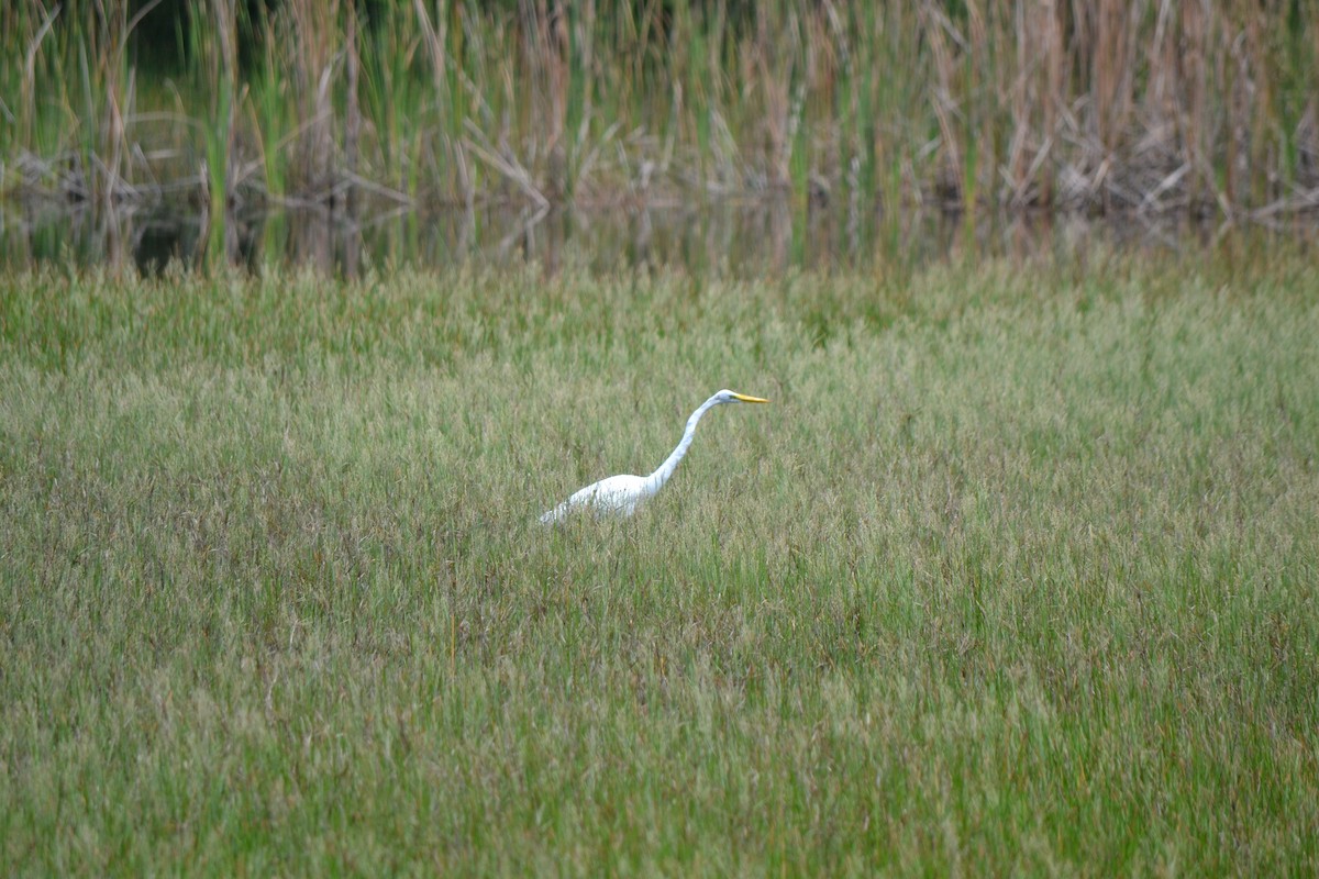 Great Egret - ML106528751