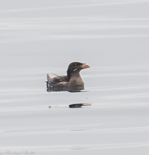 Rhinoceros Auklet - Michael Bolte