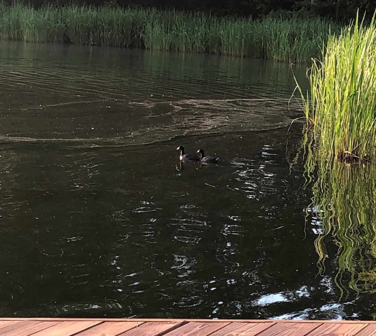 American Coot - ML106531201