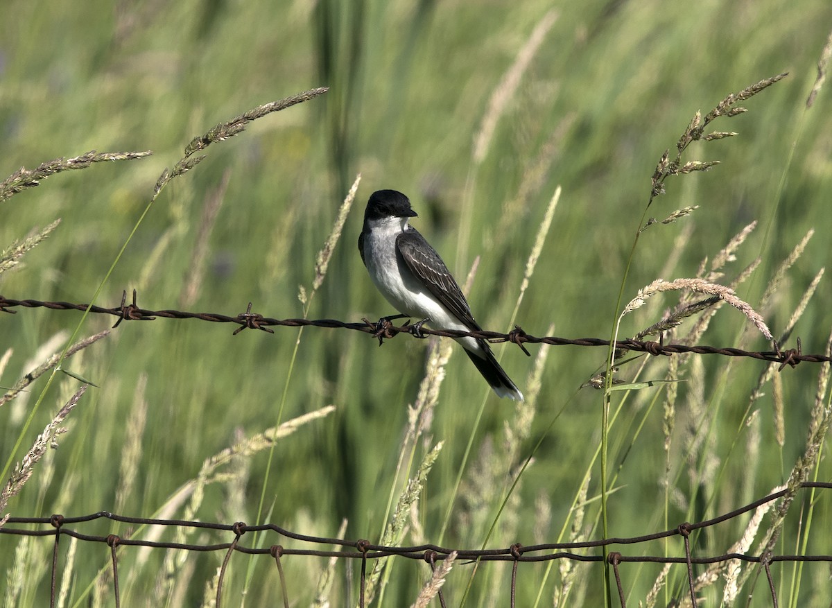 Eastern Kingbird - ML106531931