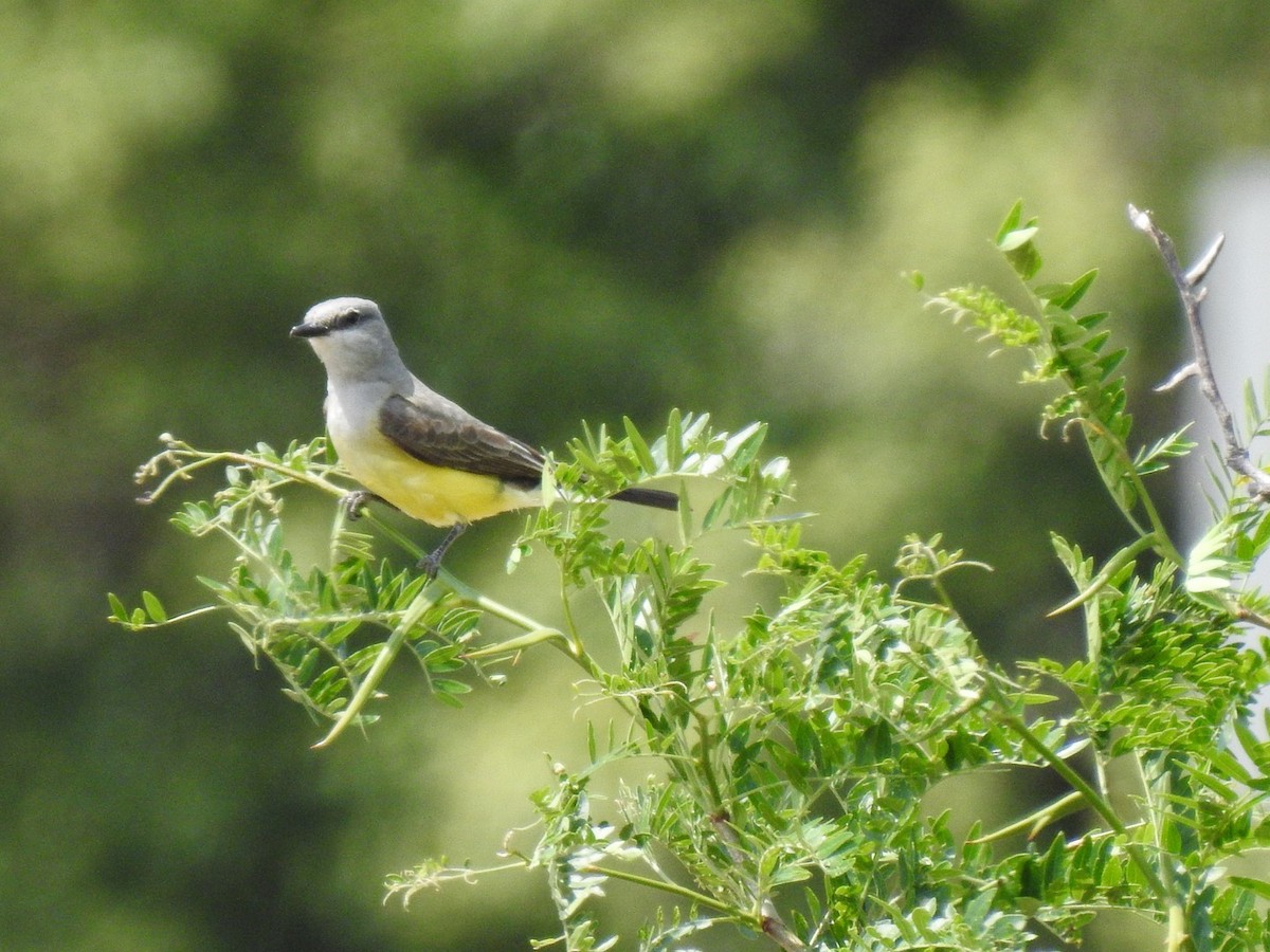 Western Kingbird - ML106532451