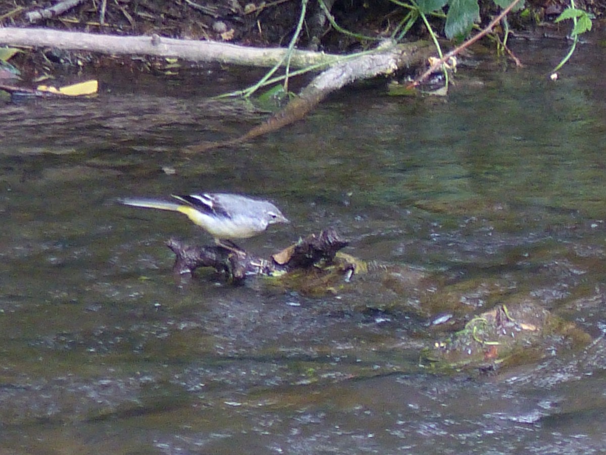 Gray Wagtail - ML106532611