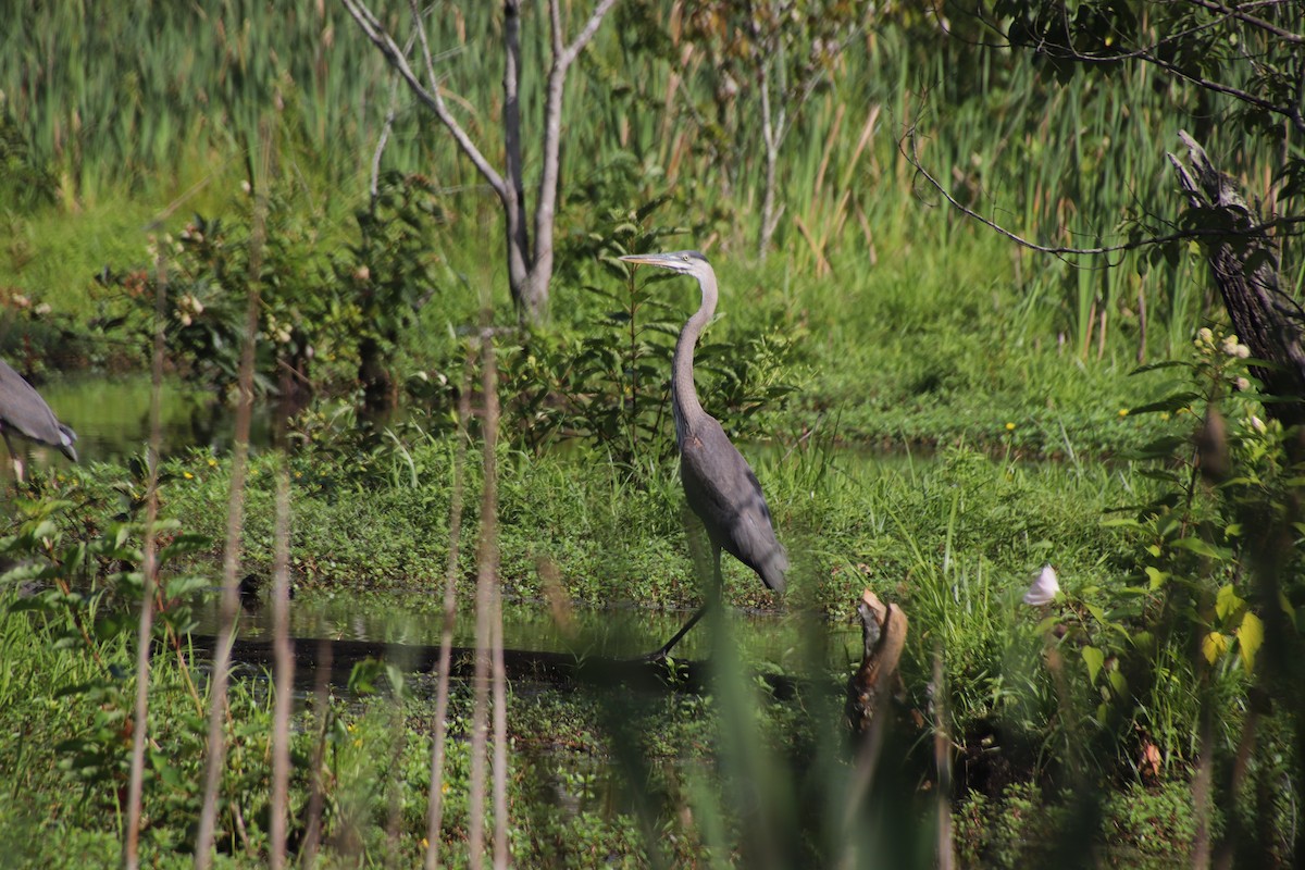 Great Blue Heron - ML106533501