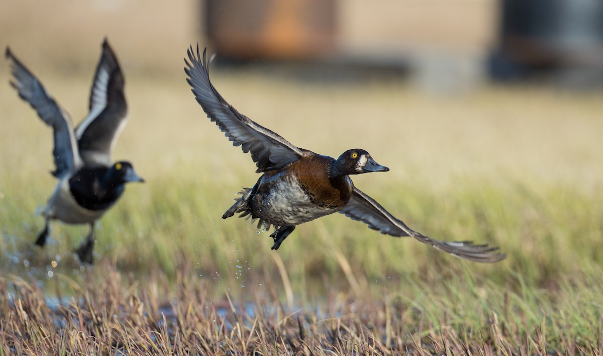 Greater Scaup - ML106533851