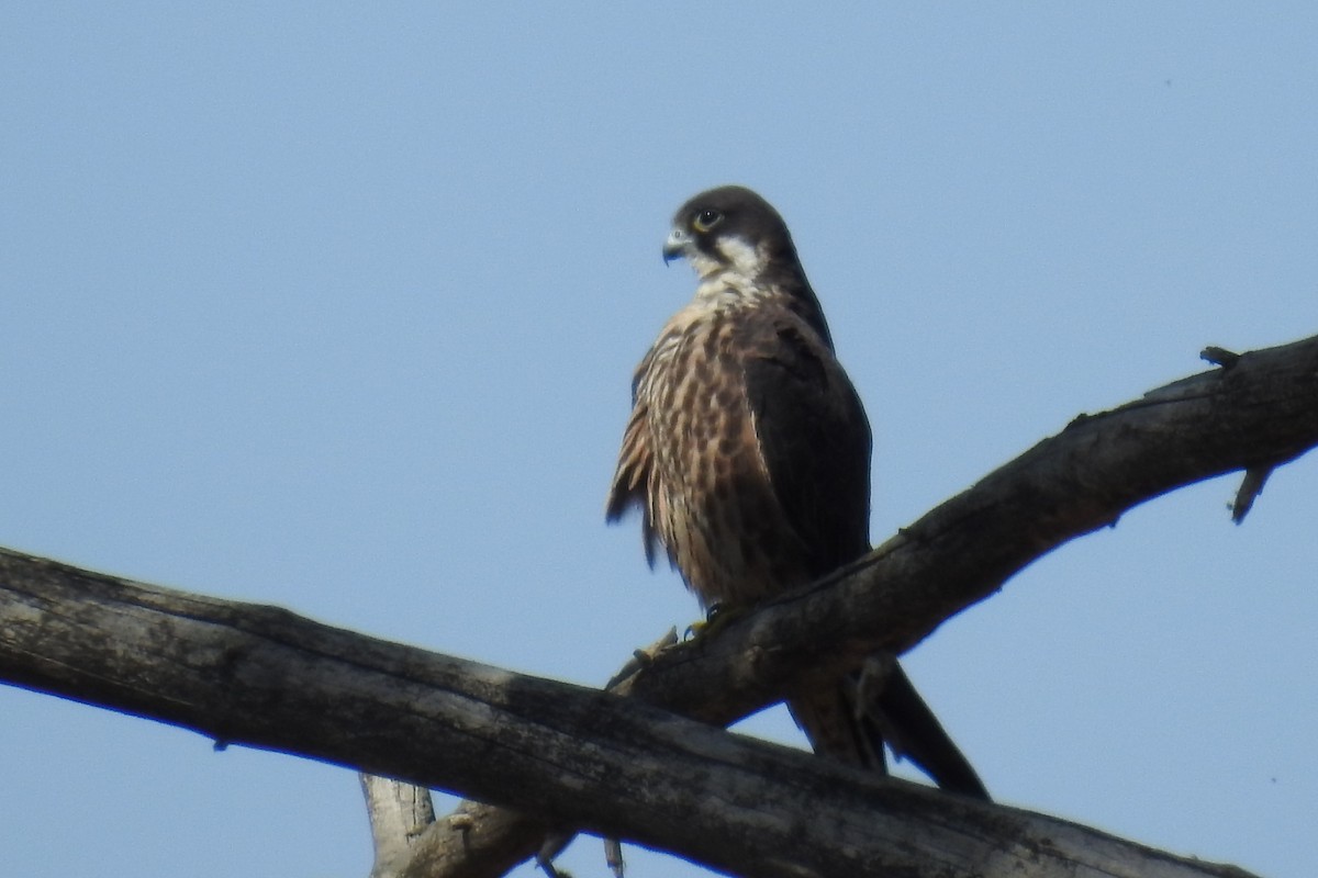 Eleonora's Falcon - ML106534011