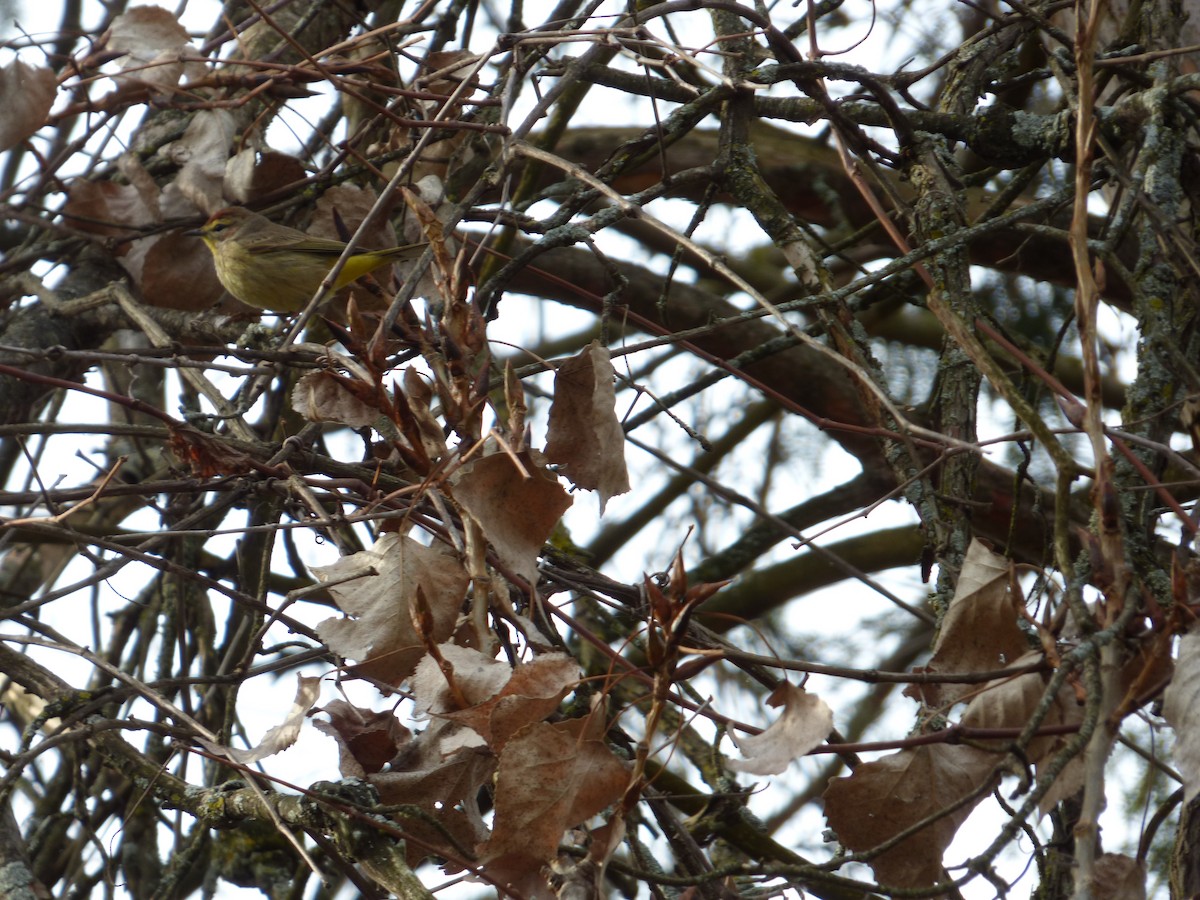 Palm Warbler - ML106536191