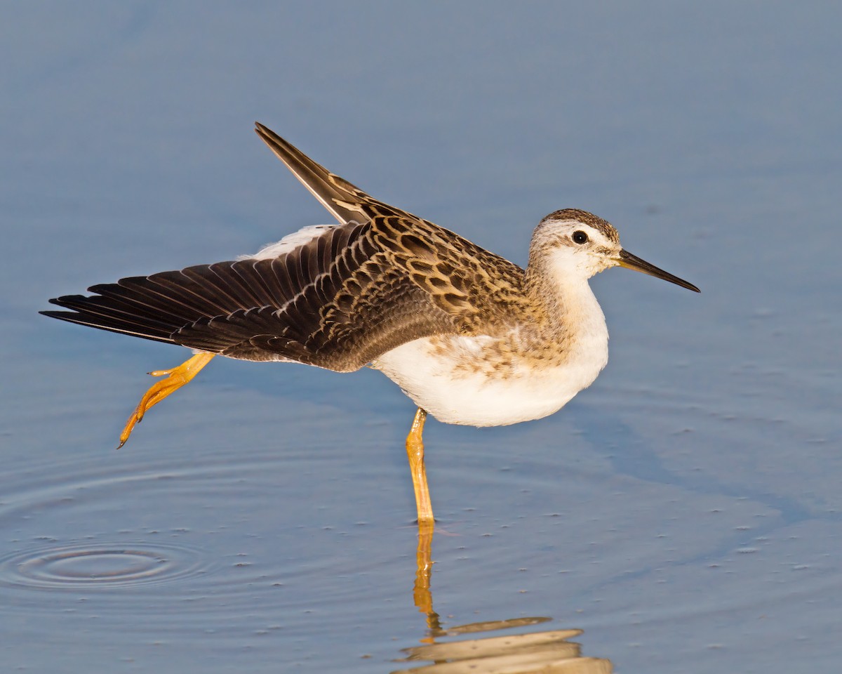 Wilson's Phalarope - Darlene Friedman