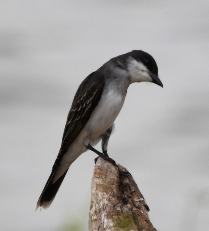 Eastern Kingbird - ML106537291