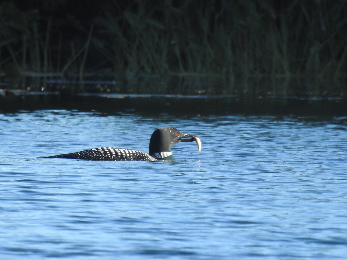 Common Loon - Jean-Marc Emery