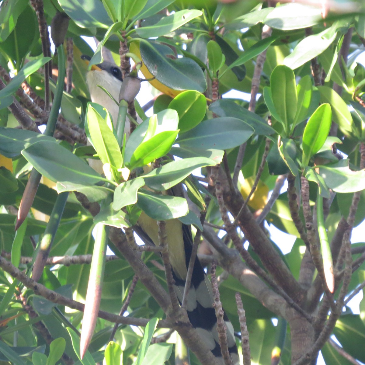 Mangrove Cuckoo - ML106541911