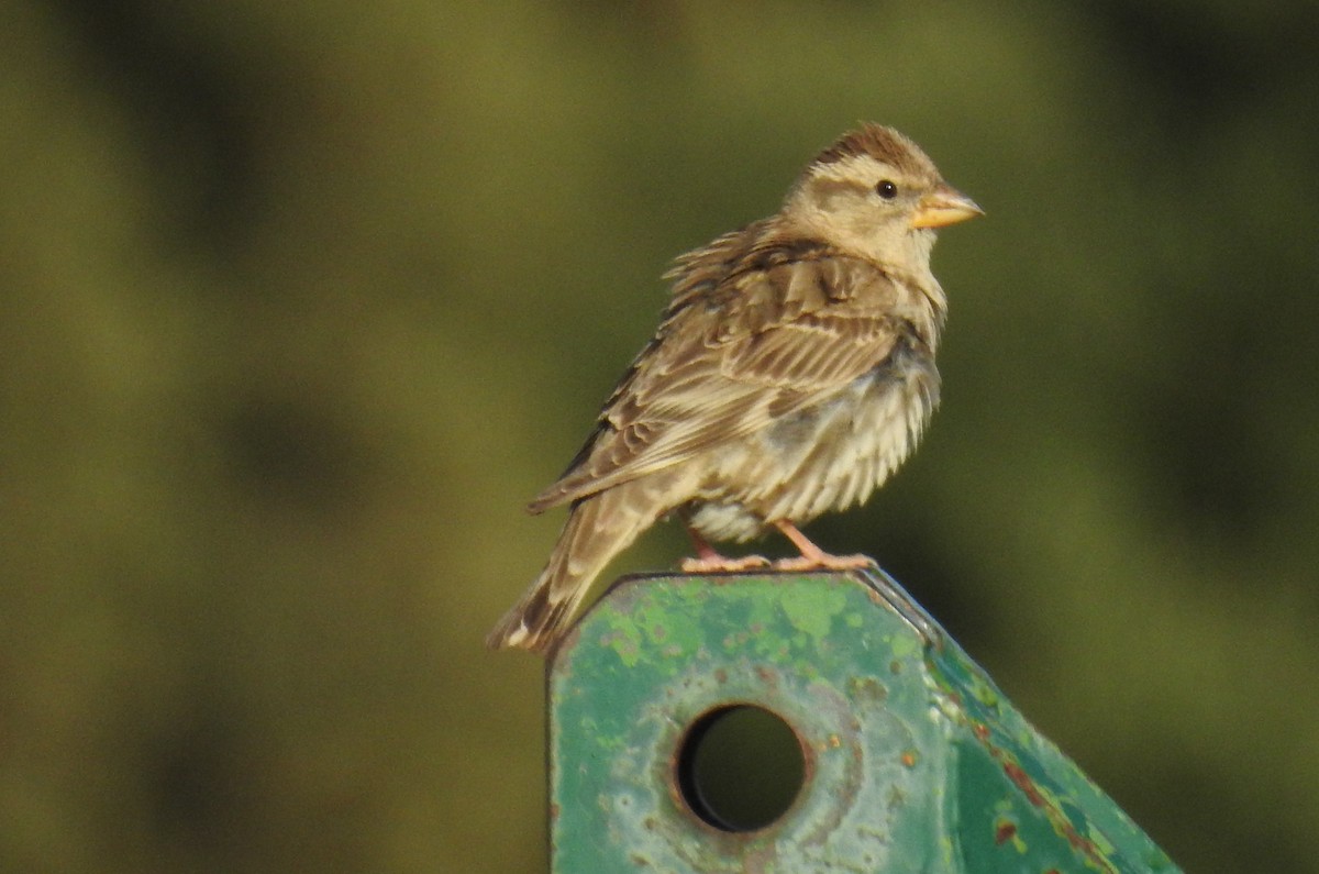 Rock Sparrow - ML106542781