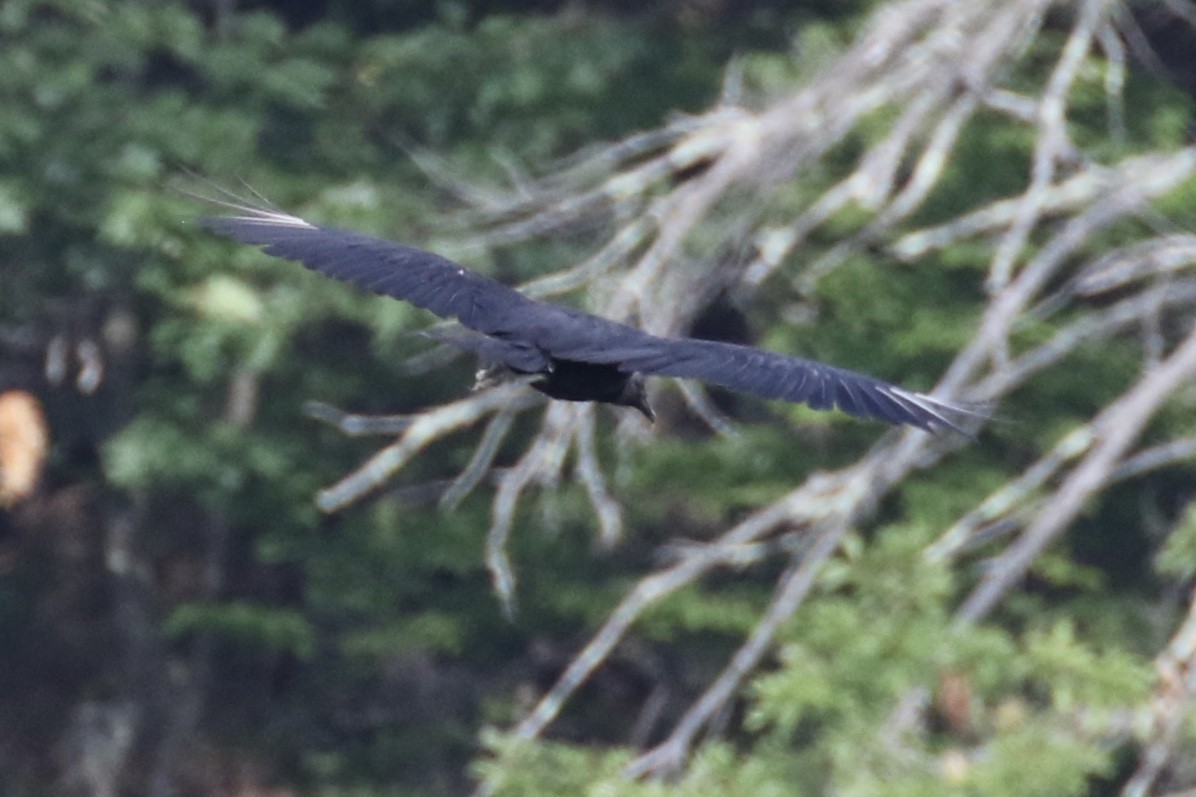Black Vulture - ML106544591