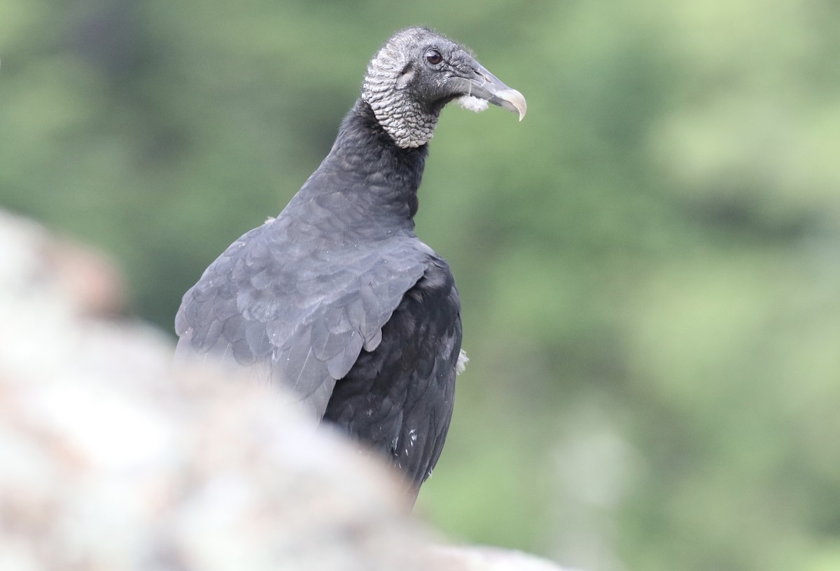 Black Vulture - ML106544791