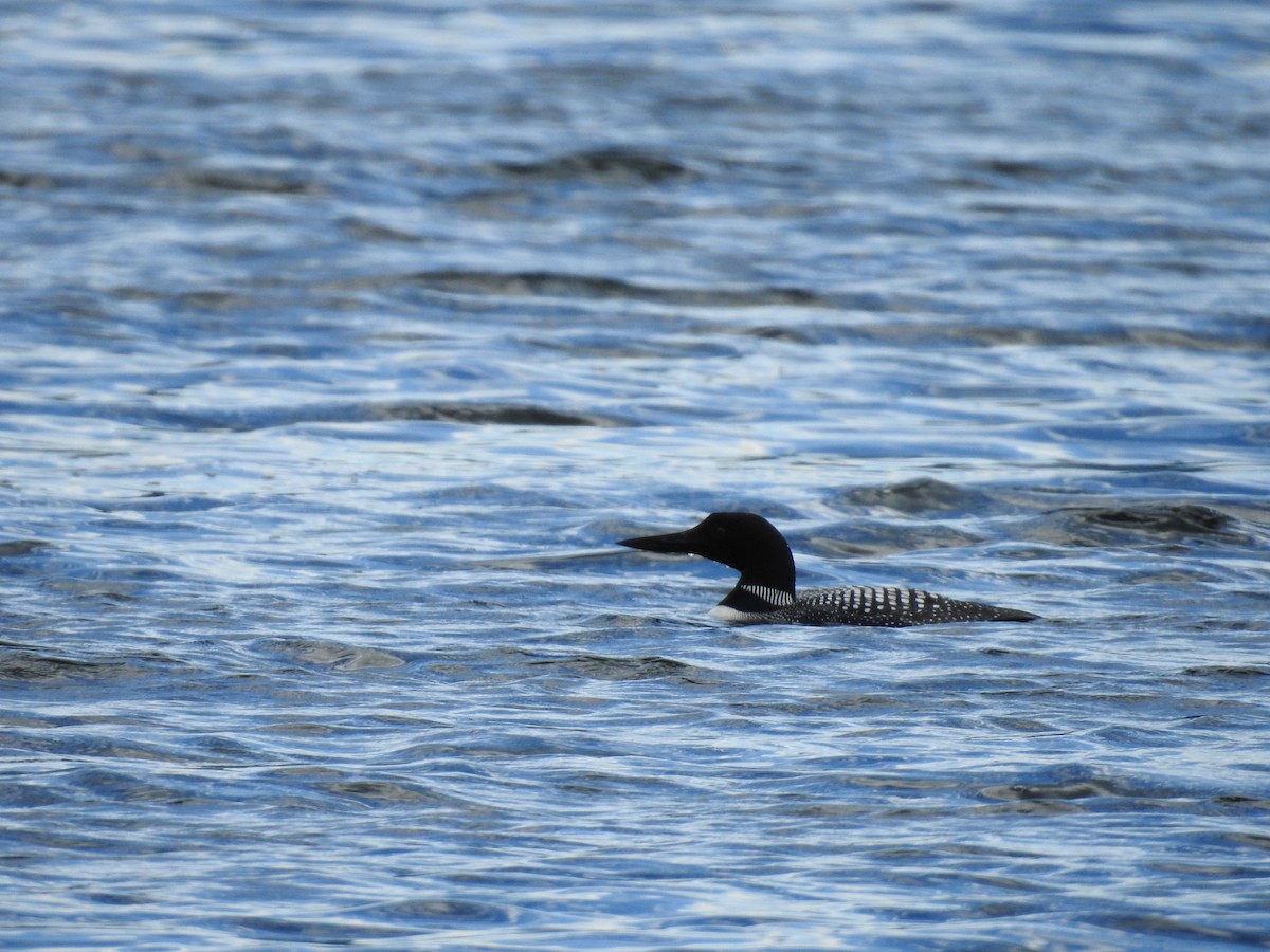 Plongeon huard - ML106545251