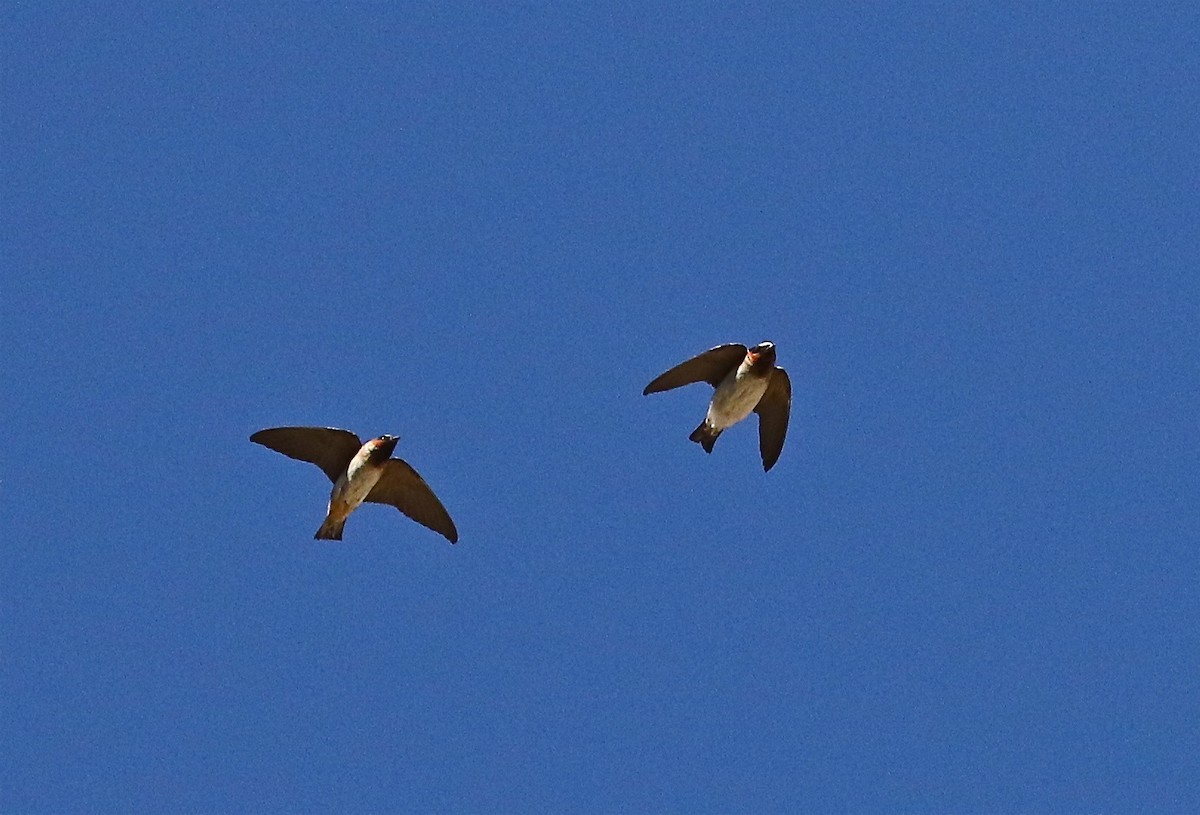 Cliff Swallow - ML106547081