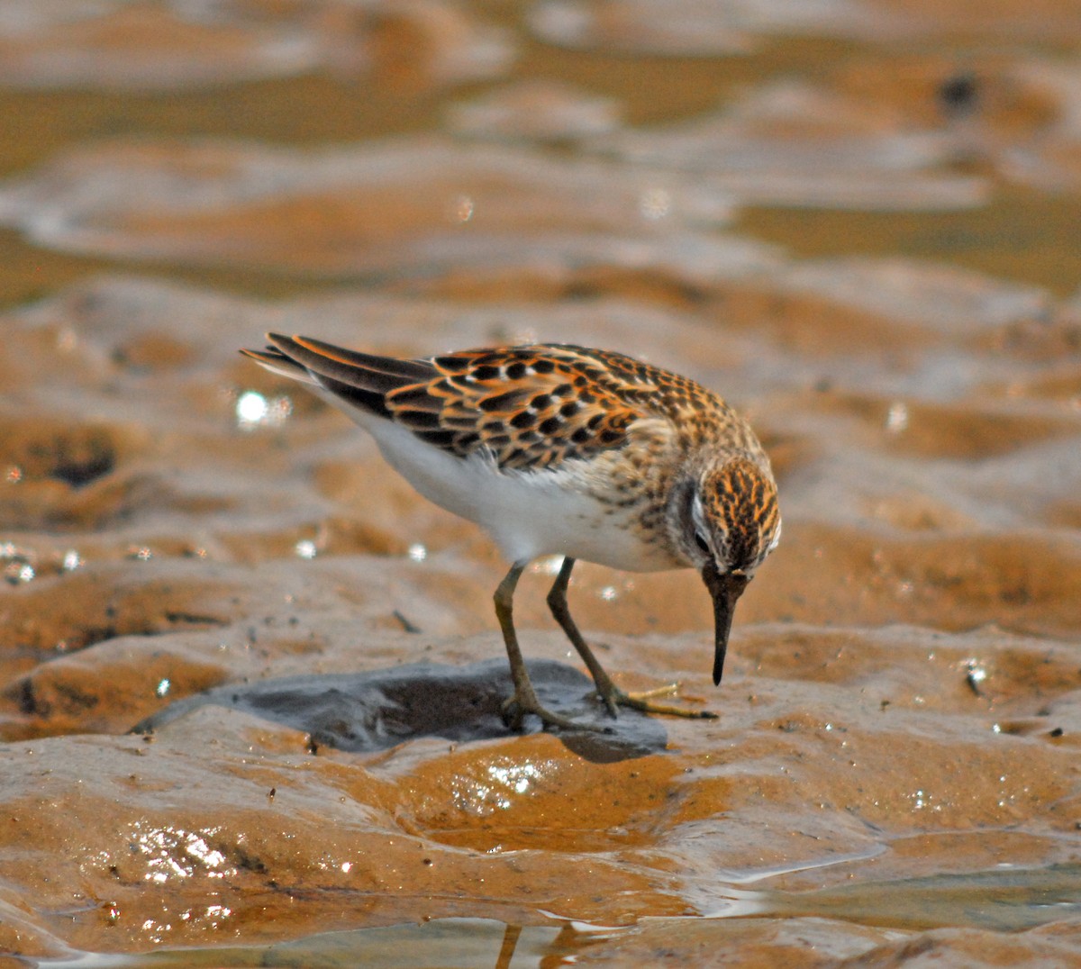 Least Sandpiper - ML106547581