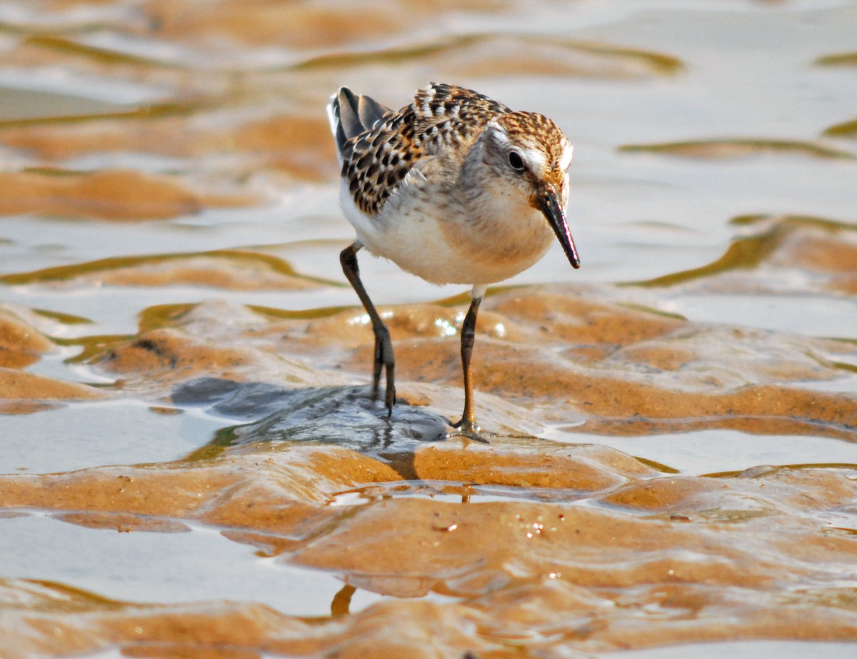 Least Sandpiper - ML106547591