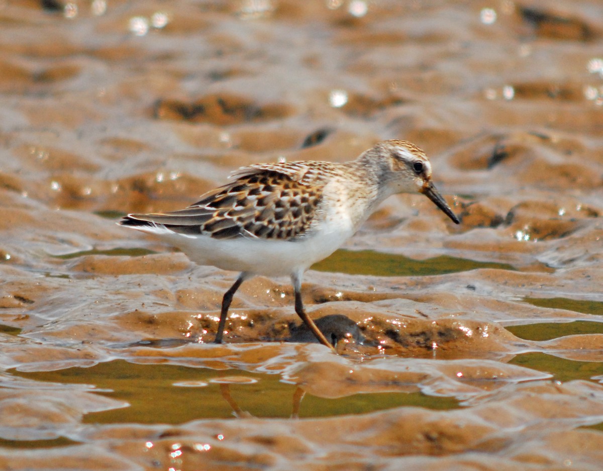 Least Sandpiper - ML106547601