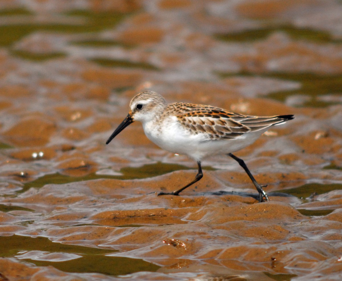 Western Sandpiper - ML106547651