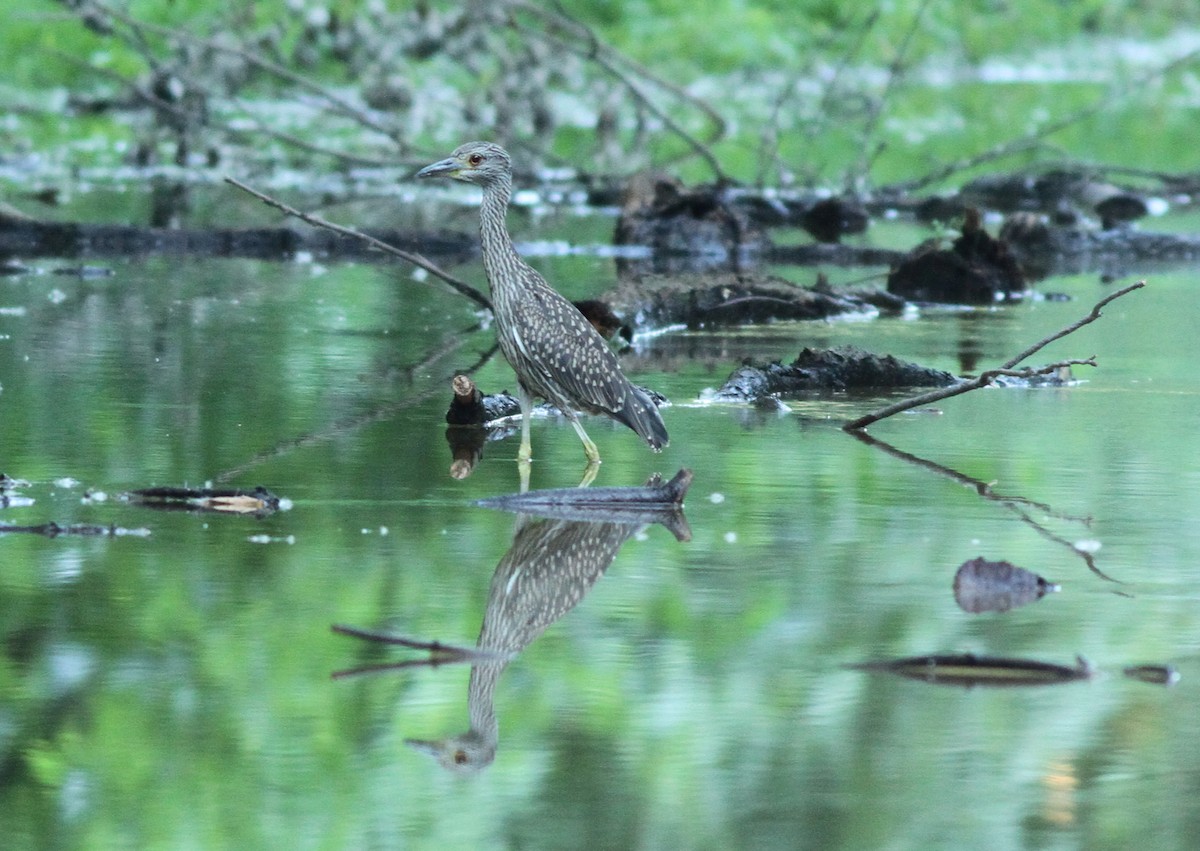 Yellow-crowned Night Heron - ML106548031