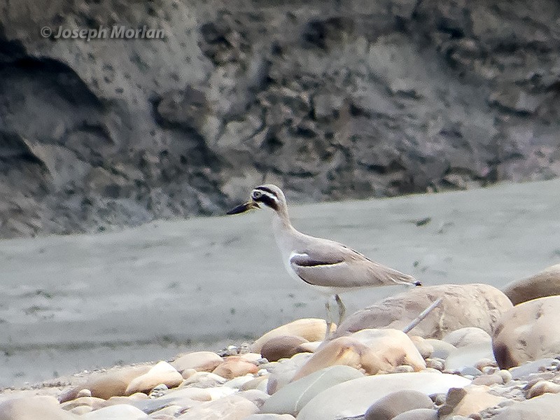 Great Thick-knee - ML106552631