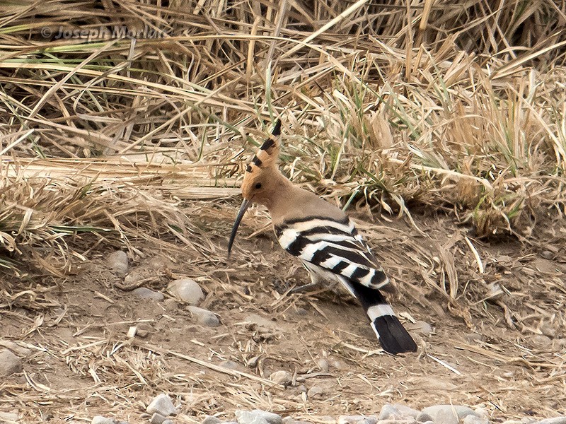 Eurasian Hoopoe - ML106552861