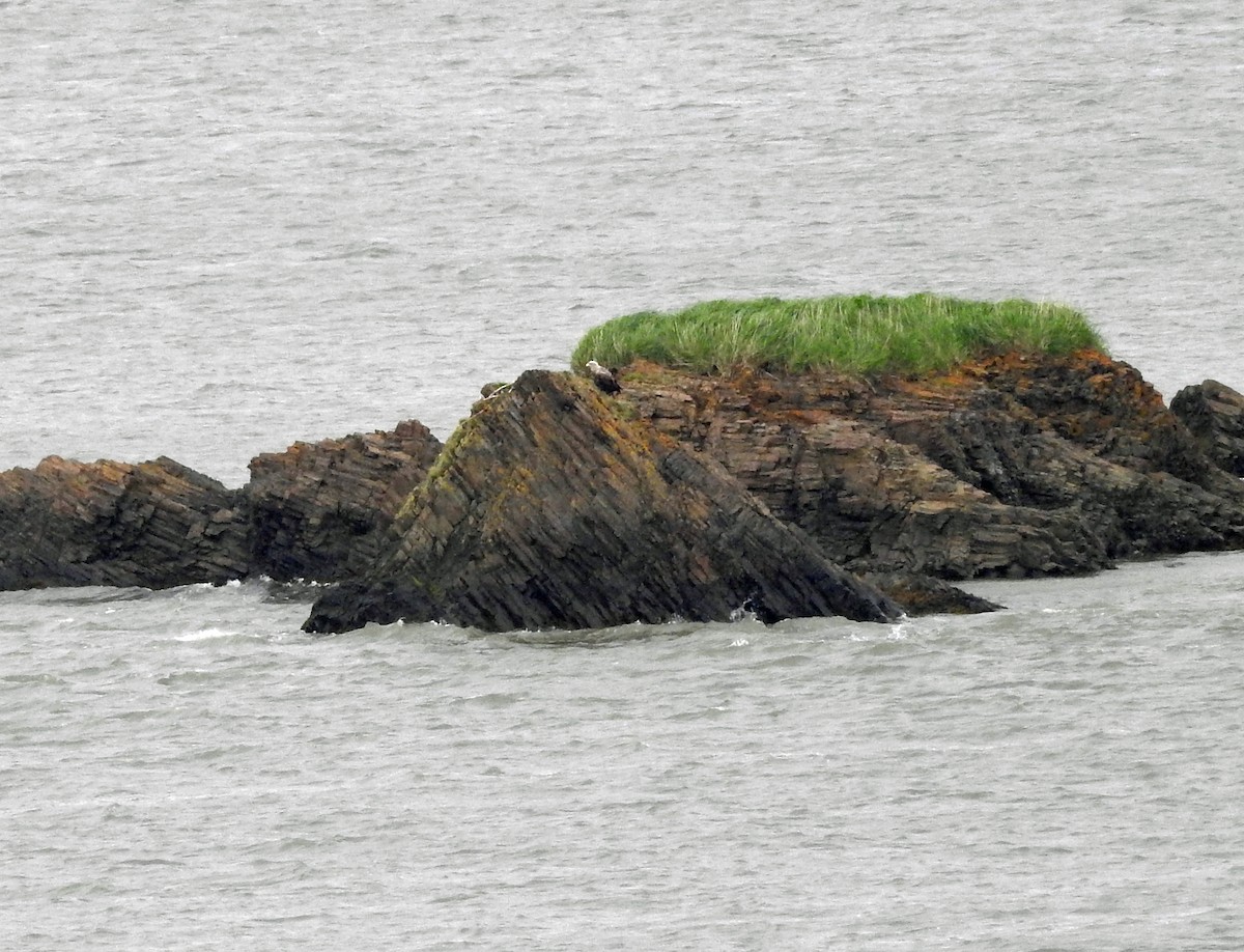 White-tailed Eagle - ML106553961