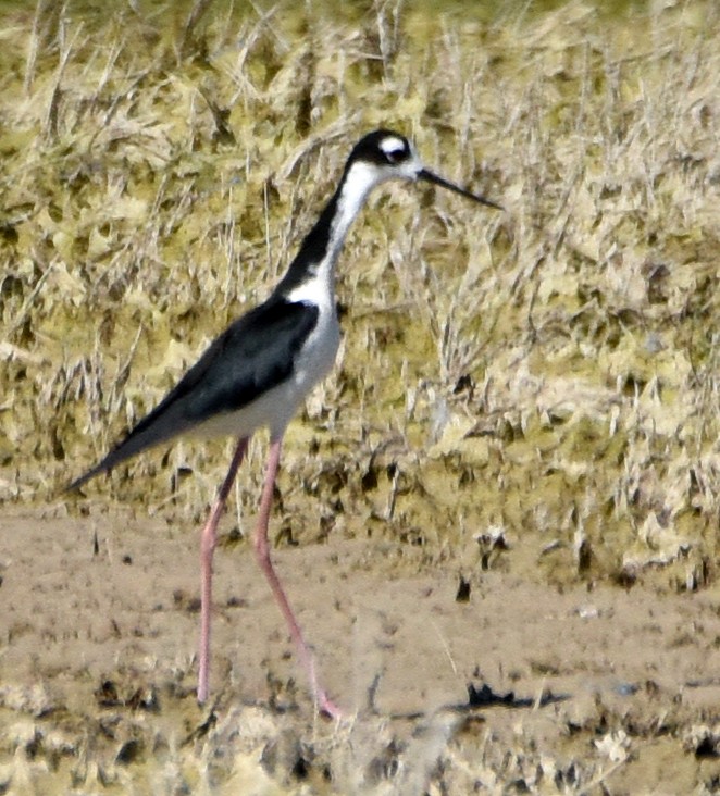 Black-necked Stilt - ML106554401