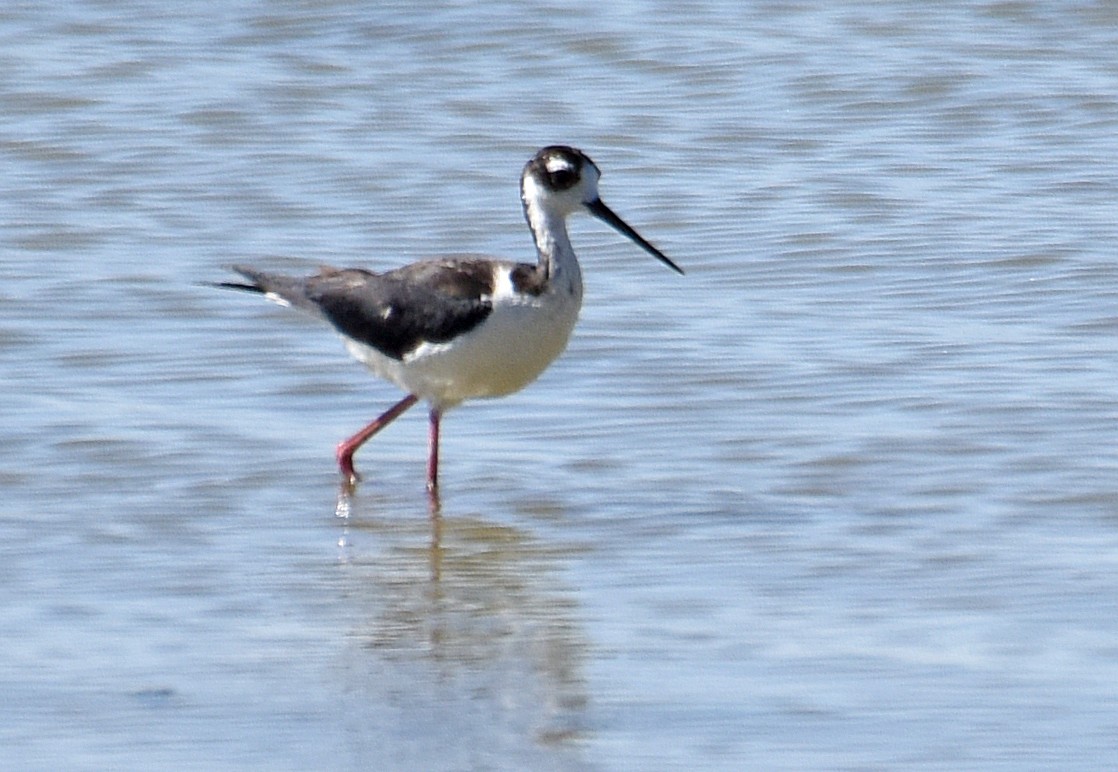 Black-necked Stilt - Steven Mlodinow