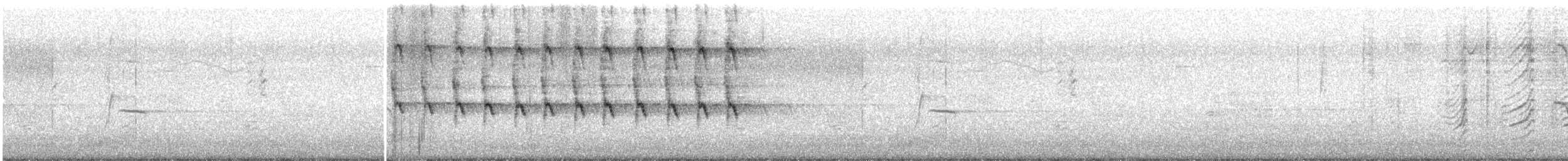 storhaletrupial (graysoni gr.) - ML106554461