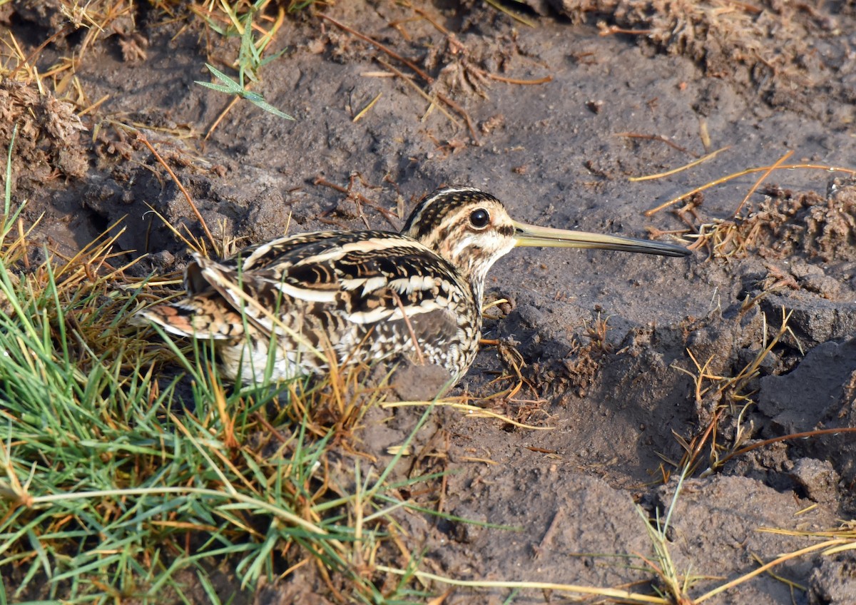 Common Snipe - ML106554471