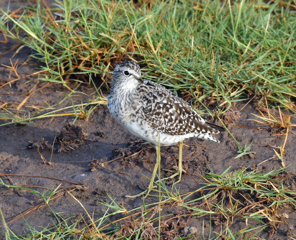 Wood Sandpiper - ML106555001