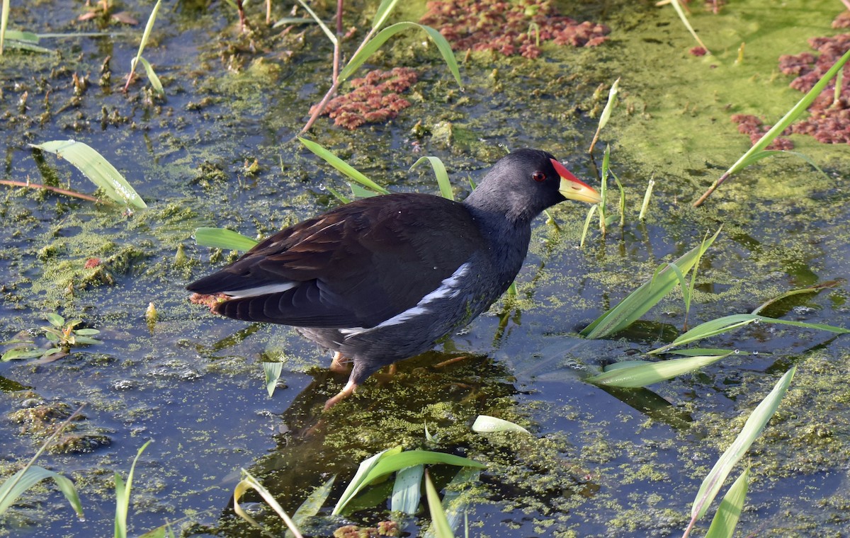 Lesser Moorhen - Celeste Morien
