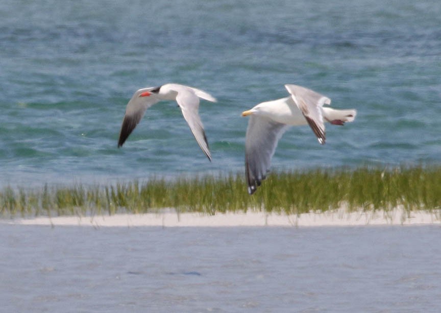 Caspian Tern - ML106556911