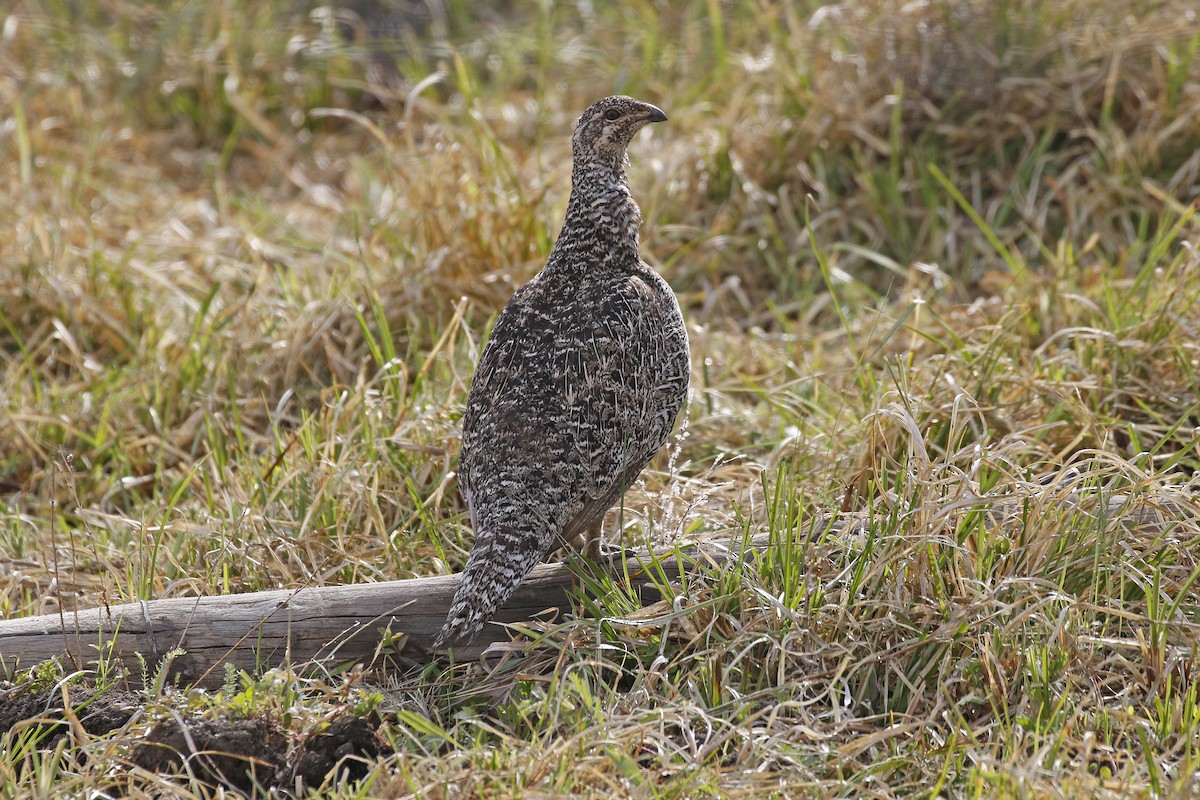 Gunnison Sage-Grouse - David McQuade