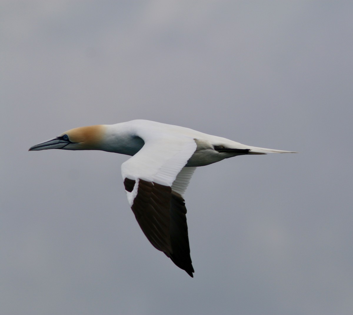 Northern Gannet - Mary Kimberly