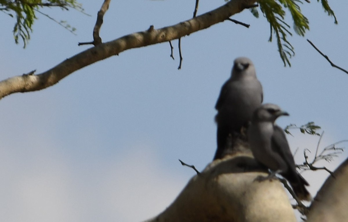 Black-faced Woodswallow - Rick Jacobsen