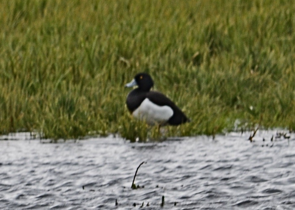 Tufted Duck - ML106559191
