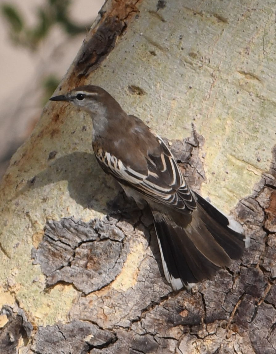 White-shouldered Triller - ML106559271