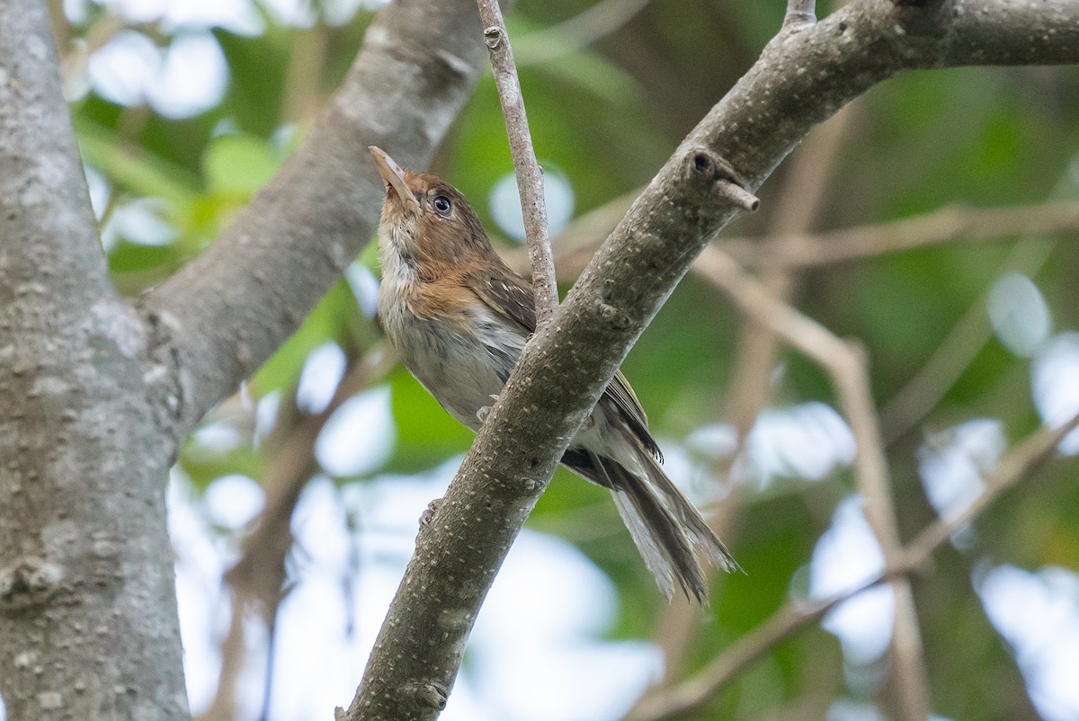 Cozumel Vireo - ML106559281