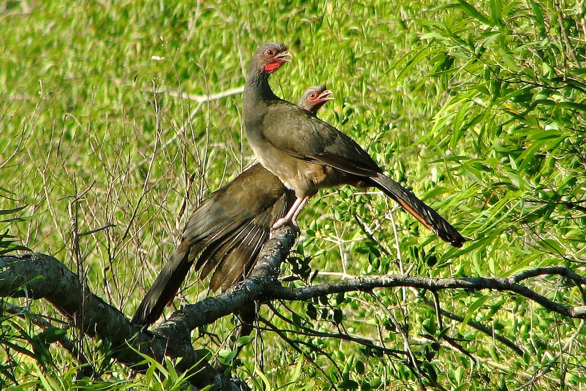 Chaco Chachalaca - ML106559331