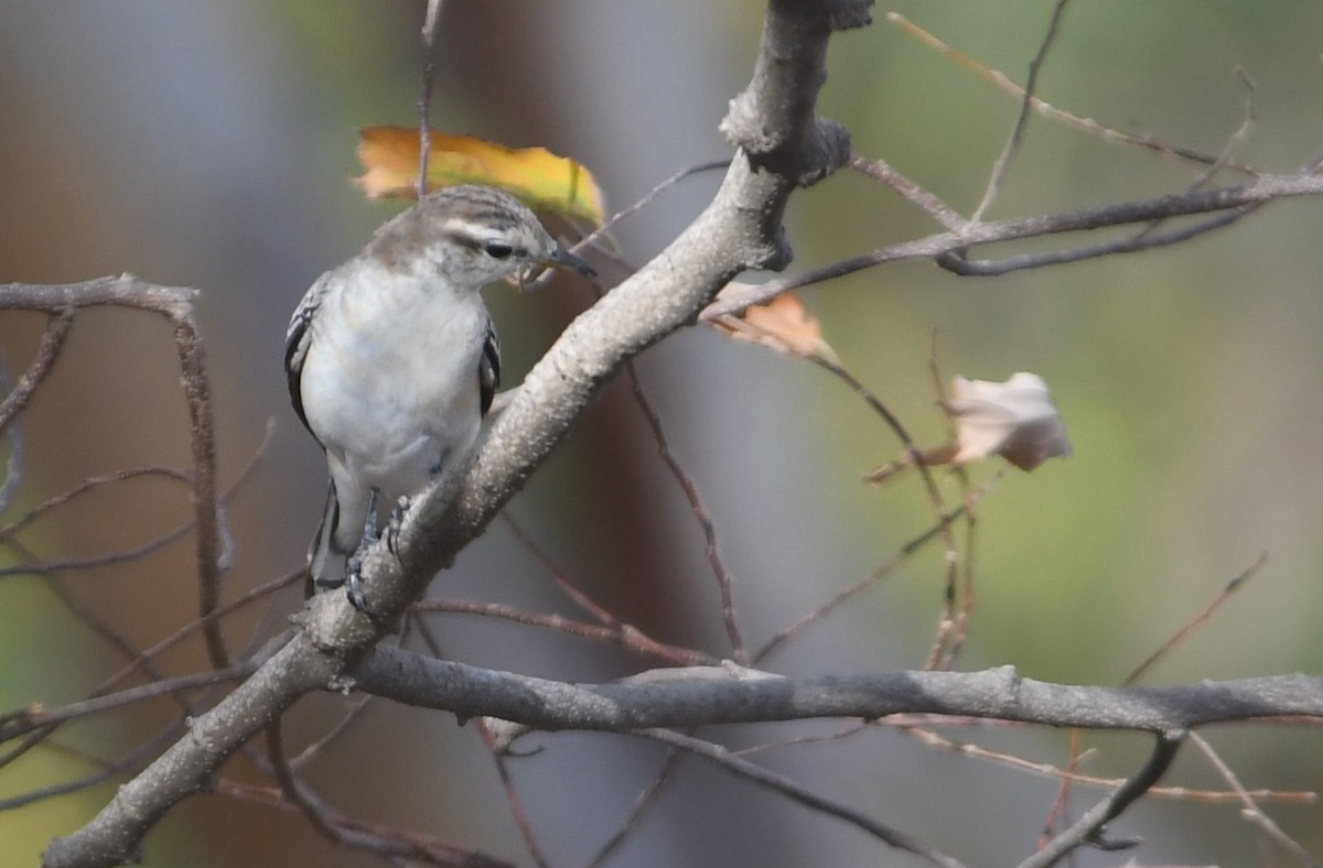 White-shouldered Triller - Rick Jacobsen