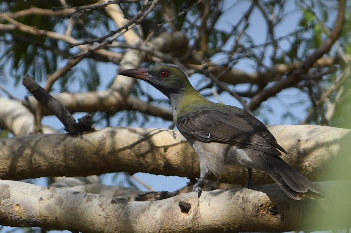 Timor Oriole - Rick Jacobsen