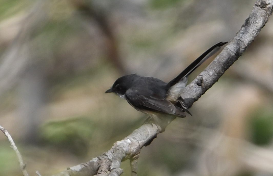 Northern Fantail - ML106559631