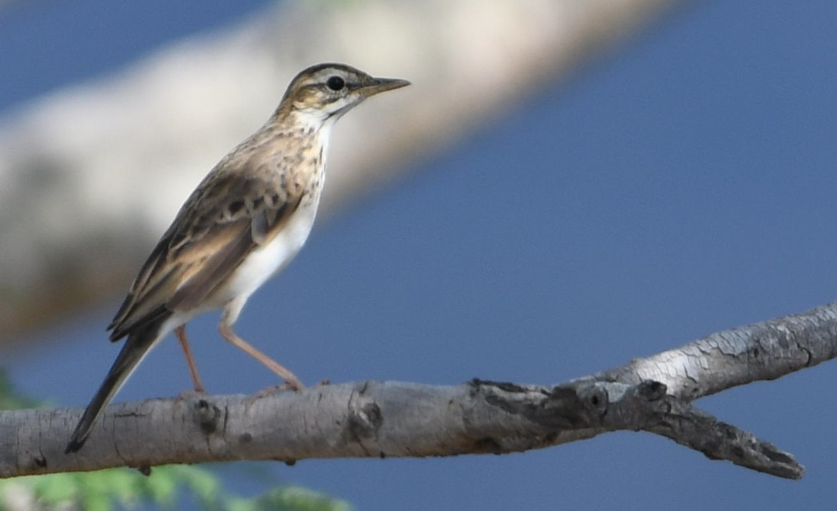 Paddyfield Pipit - Rick Jacobsen