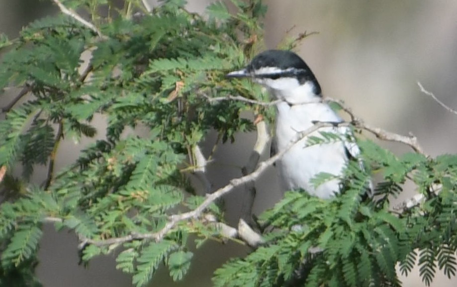 White-shouldered Triller - Rick Jacobsen