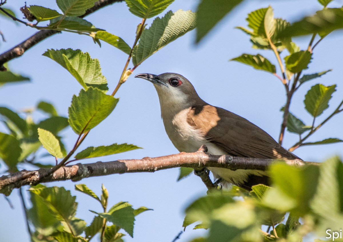 Black-billed Cuckoo - ML106560531