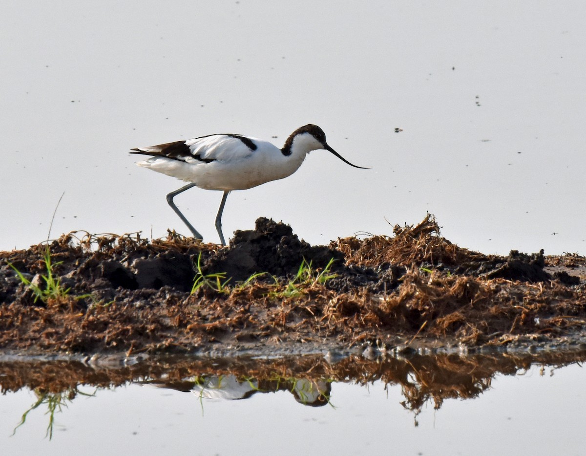 Avoceta Común - ML106561051