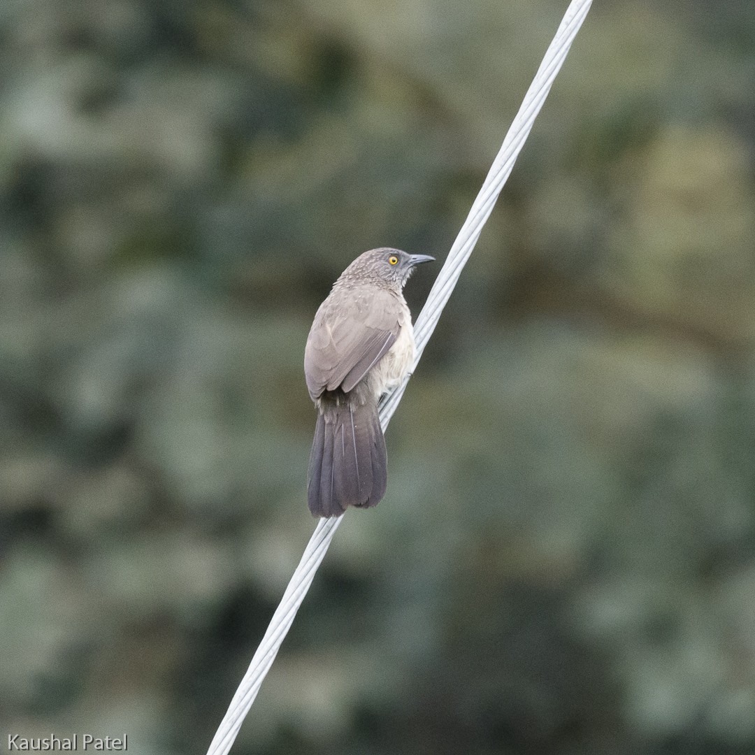 Black-lored Babbler - ML106561251