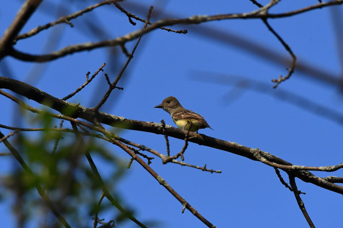 Great Crested Flycatcher - ML106565591